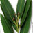 Herbs design